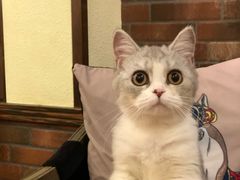 -more than meow吴止猫主题餐厅(承德 中船汇店)