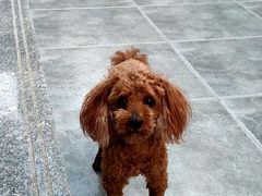 -宠福鑫康馨动物医院·骨科·眼科