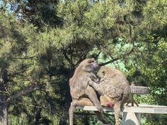 -西霞口神雕山野生动物世界