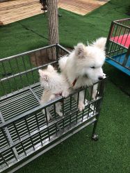 -萌宠亲子动物乐园(槐房万达店)