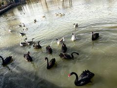 -溱湖国家湿地公园