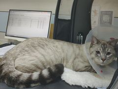 -中农国际动物医院24小时·猫科·骨科·急重症中心