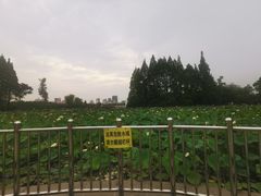 -黄兴公园