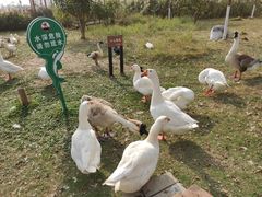 -芒洲湿地公园