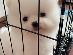 -青石桥花鸟鱼虫市场(叠翠城店)