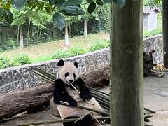 -都江堰中华大熊猫苑