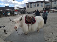 -迪庆藏族自治州博物馆