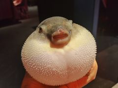 -肆月河豚·新淮扬菜·烤鸭(中关村店)