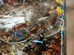 -众彩物流水产市场