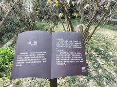 -南山植物园