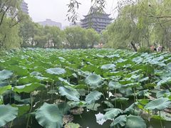 -长兴太湖图影湿地文化园