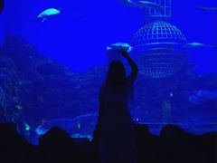 -芜湖新华联大白鲸海洋公园