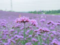 -紫颐香薰山谷景区