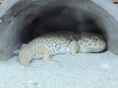 -上海大自然野生昆虫馆(东方明珠·爬宠昆虫探索中心)