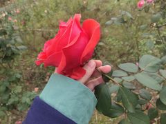 -大塘金香草谷