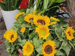 -桂林市花鸟市场