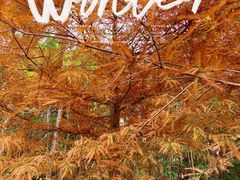 -上海海湾国家森林公园