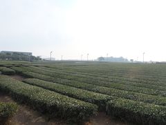 -雪绿茶博物馆