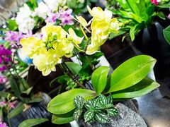 -双季花艺园艺市场(浦东店)