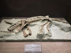 -自贡恐龙博物馆