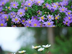 -桤木河湿地公园