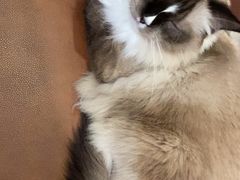 -MOCHA明星猫咖(田子坊店)