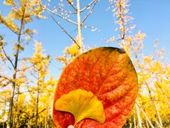 -汉长安城未央宫国家考古遗址公园
