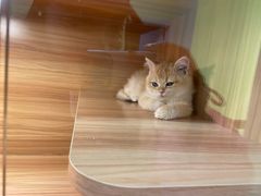 -猫十亿·布偶金渐层·曼基康矮脚猫舍(青年路店)