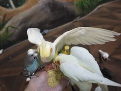 -萌宠奇缘(荣鼎店)