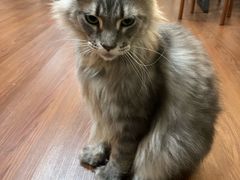 -楼上猫咖(罗湖店)