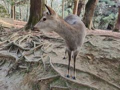 -奈良公园