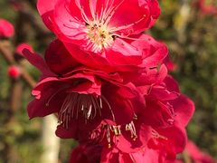 -上海市龙华烈士陵园