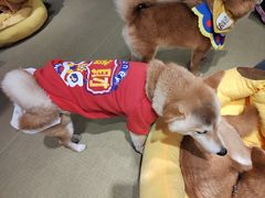 -逗柴咖啡屋·狗咖猫咖宠物桌游