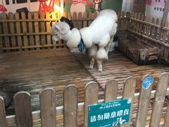 -佟小曼手工茶饼坊(鼓浪屿1店)