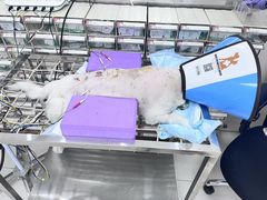 -派美特宠物医院·核磁CT·骨科肿瘤·疑难转诊(沈农禾丰店)