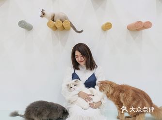 利路修同款撸猫体验，今天我的快乐源泉。