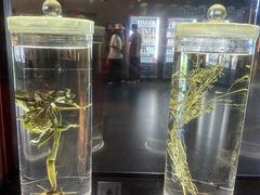 -广东中医药博物馆