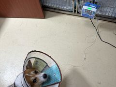 -瑞派雷欧宠物医院·中兽医·眼科·急重症转诊中心(黄台店)