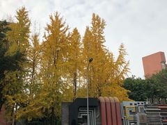-黄桷坪涂鸦艺术街