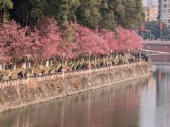 -望江楼公园