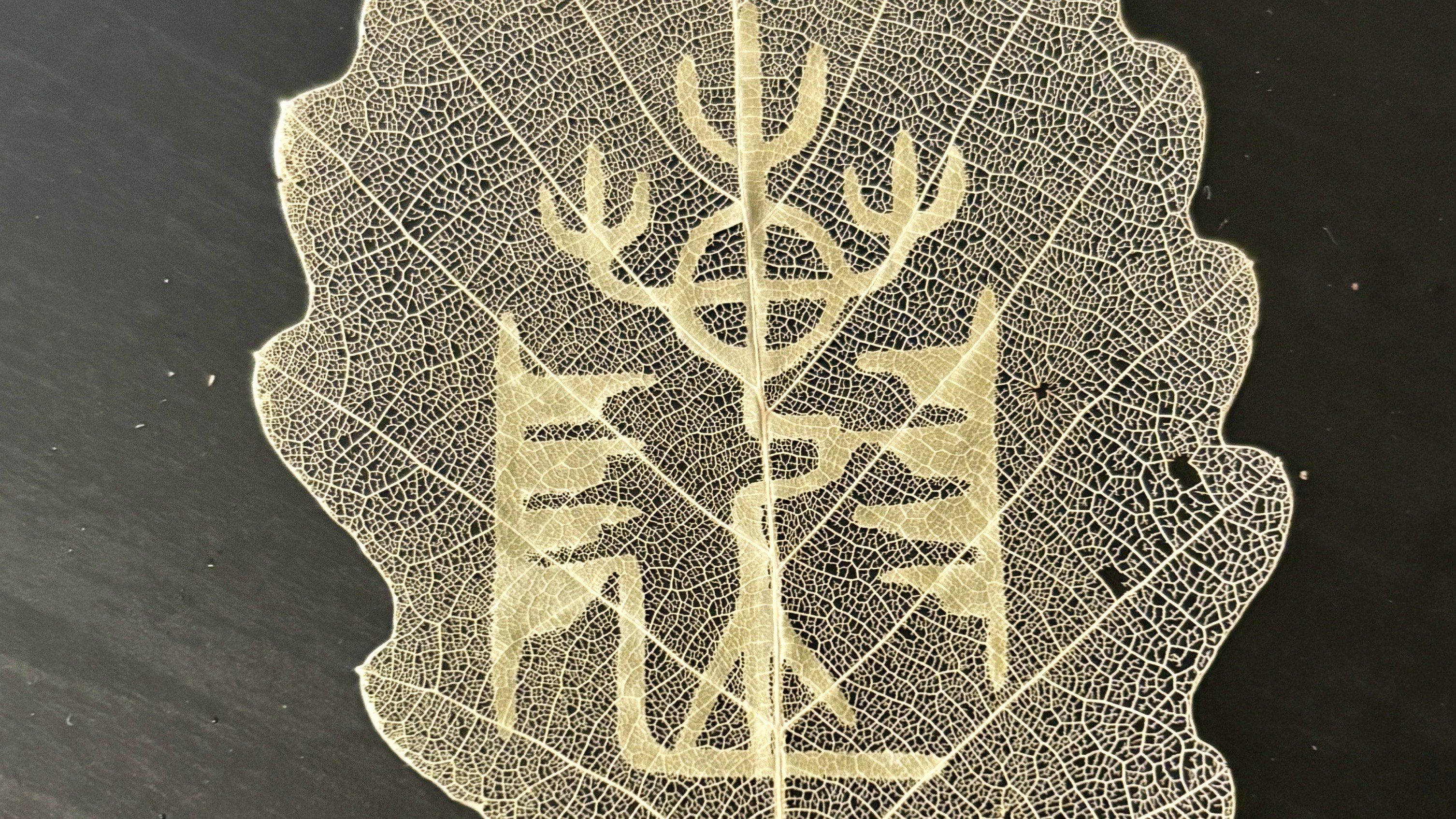 非遗叶脉画:叶脉上的艺术奇迹