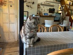 -海边的猫和咖啡馆