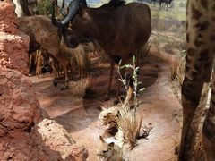 -陕西自然博物馆