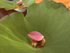 -炎橘·板前料理 Omakase