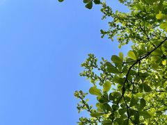 -王借岗森林公园