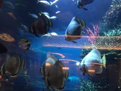 -迪拜帆船酒店海底餐厅