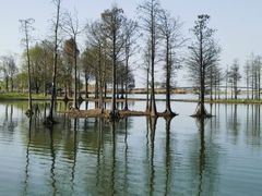 -贡湖湾湿地公园