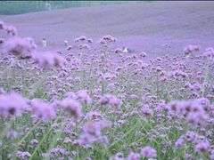 -紫颐香薰山谷景区