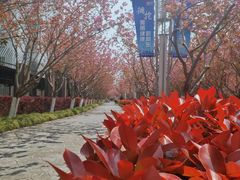 -高东镇樱花园