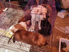 -中环花鸟鱼虫市场